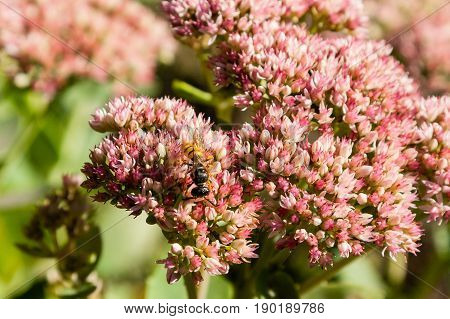 A Wasp Gathers Nectar On Flowers