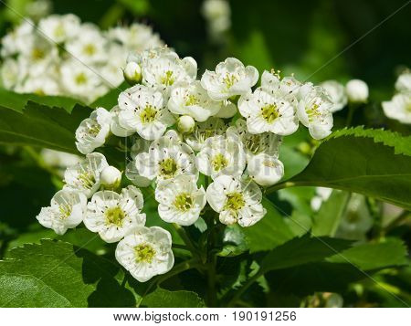 Blossoming hawthorn or maythorn or Crataegus flowers close-up selective focus shallow DOF.