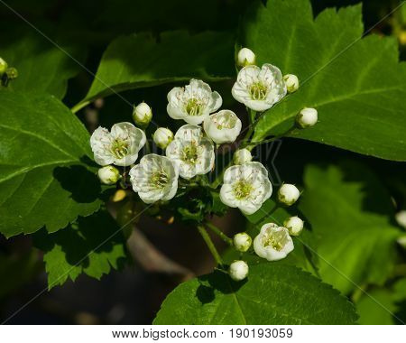 Blossoming hawthorn or maythorn or Crataegus flowers close-up selective focus shallow DOF.