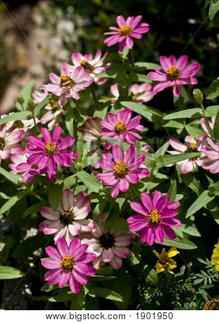 Fialový cínie Angustifolia Cluster