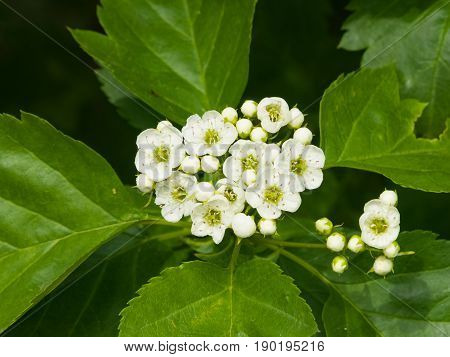 Blossoming hawthorn or maythorn or Crataegus flowers close-up selective focus shallow DOF.