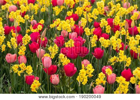 collage of colorful tulips and daffodils in the par