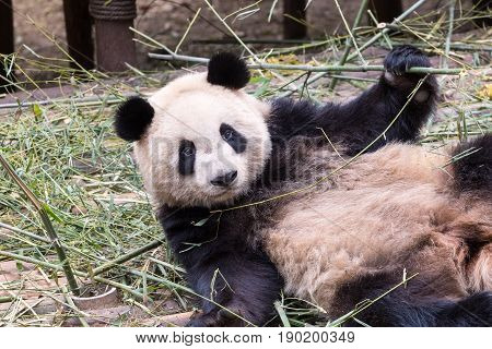 cloesup of the cute giant panda in zoo charmingly naive