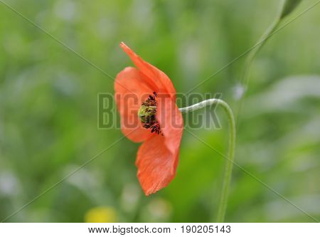 Red poppy flower on green blurred background