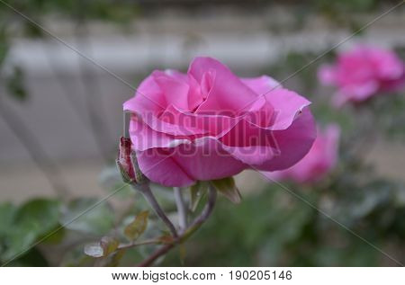 Big beautiful rose flower on blurred background