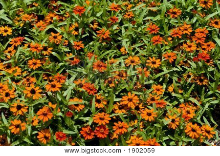 Oranžový cínie Angustifolia postel