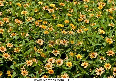 Krém cínie Angustifolia postel