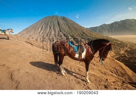 the horse in Bromo mountain, in Indonesia