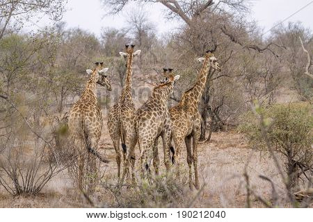 Giraffe in Kruger national park, South Africa ; Specie Giraffa camelopardalis family of Giraffidae