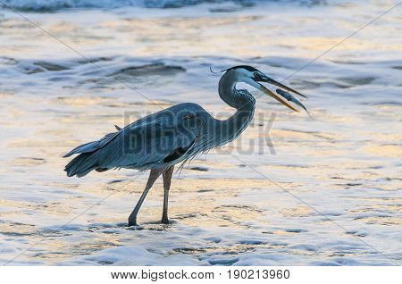 Early morning shot of a Blue Heron at Cocoa Beach, catching a Fish