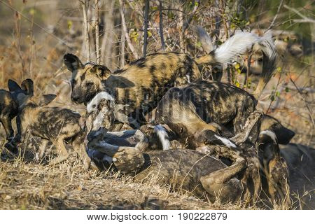 African wild dog in Kruger national park, South Africa ; Specie Lycaon pictus family of Canidae