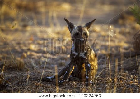 African wild dog in Kruger national park, South Africa ; Specie Lycaon pictus family of Canidae
