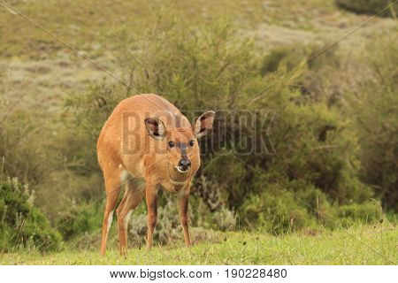 Female Bushbuck antelope 