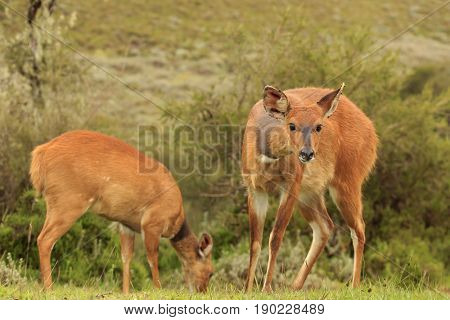 Female Bushbuck antelope 