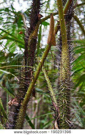 Spiny Trees In The Rainforest Of Koh Phangan