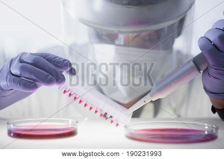 Focused life science professional pipetting human serum media containing HIV infected cells from petri dish to microtiter plate. High protection degree work.