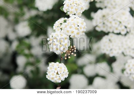 Bush of blooming hawthorn in the summer day