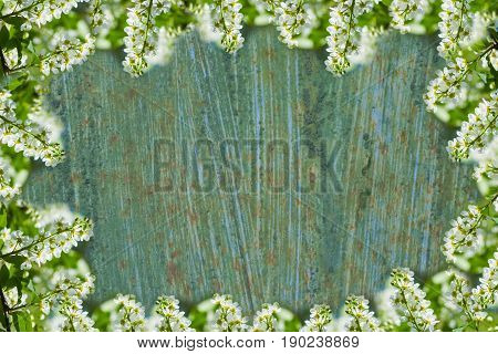 Abstract background of white flowers birdcherry tree with leaves on the old blue sheet metal