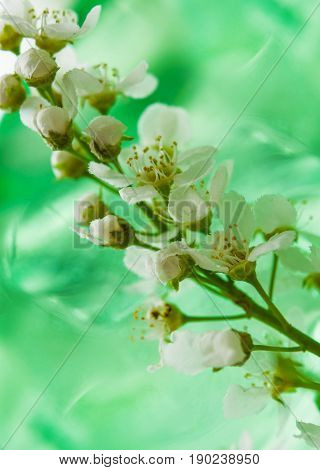 Abstract background, spring landscape,blooming birdcherry tree closeup with green leaves on a delicate light green background