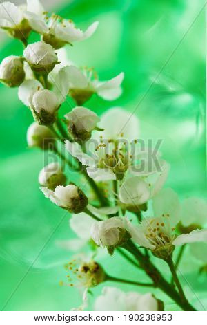 Abstract background, spring landscape,blooming birdcherry tree closeup with green leaves on a delicate light green background