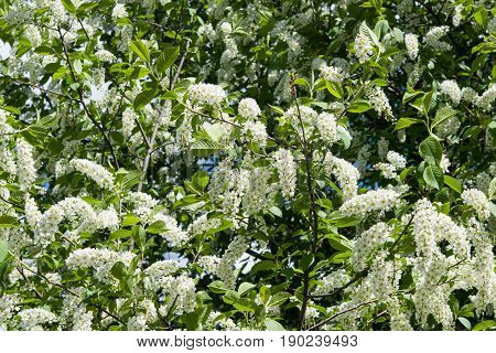 Spring landscape flowering tree birdcherry closeup on a background of green leaves