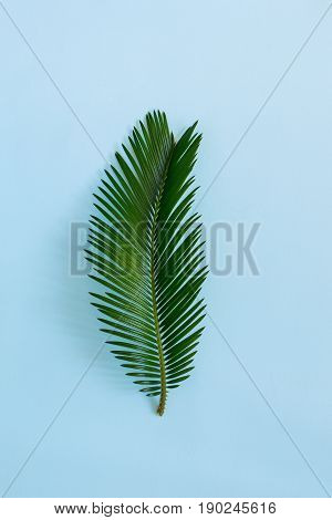 tropical leaf  on a pastel blue background. Top view. Flat lay.Minimal concept