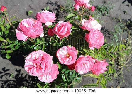 Pink undersized patio rose flowers on a sunny day.