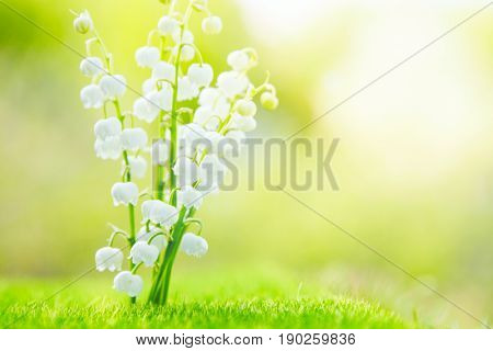 Beautiful White Lilies Of The Valley In The Morning