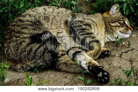 Cat, cat lies on the ground, cute cat, curled up cat, relaxing cat, handsome cat, half maine coon