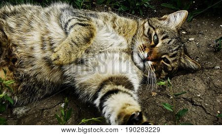 The cat lies on the ground and looks thoughtfully, handosme cat, relaxed cat, cat is resting
