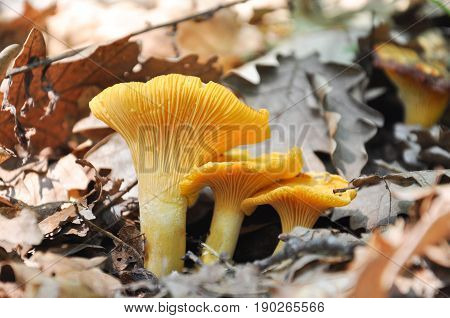 Chanterelle mushroom in the forest, CANTHARELLUS CIBARIUS mushroom grows below leaves in forest. Collecting mushrooms and preparing food.