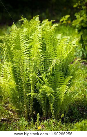 Beautiful Green Plant Of Bush Of Fern (Polypodiophyta) Growing In Sunny Spring Garden.