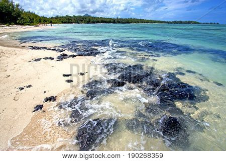 Beach Ile Du Cerfs Seaweed  Indian