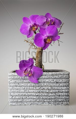 Dry dead bonsai in the flowerpot with purple orchidea flowers