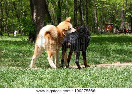 Rottweiler and Akita Inu puppies playing in public park