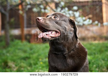 A dog on a walk, a beautiful dog outdoors in the grass.