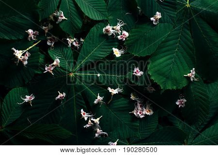 The layout of the green chestnut leaves with flowers. The natural concept. View from above. Low key. Flat lay.