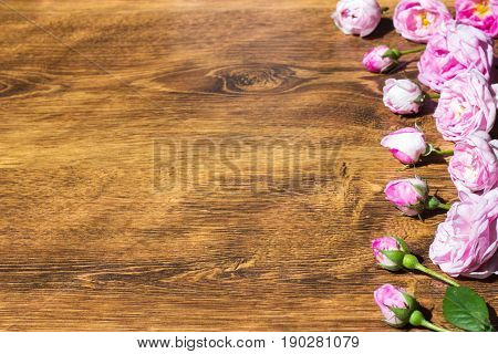 Dog Rose Pink Rosa Canina Flowers Valentine Theme