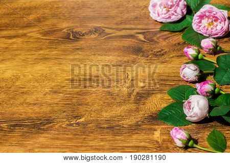 Dog Rose Pink Rosa Canina Flowers Valentine Theme