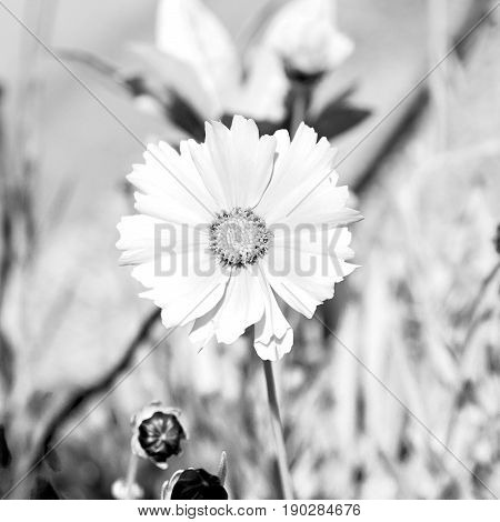 In Italy Dasy Yellow Flower Field Nature And Spring