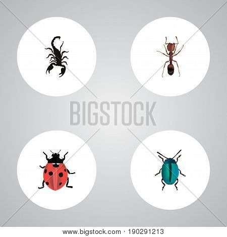 Realistic Poisonous, Emmet, Bug And Other Vector Elements. Set Of Bug Realistic Symbols Also Includes Bug, Insect, Ladybird Objects.