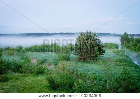 Fogy forest in the evening low light