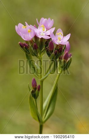 Common Centaury
