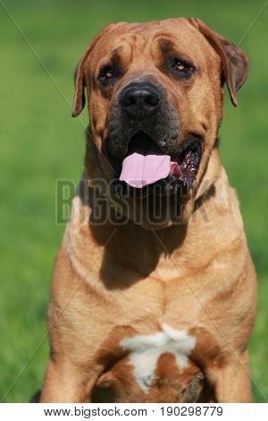 Vertical closeup of a young male tosa inu