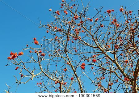 Close Up Of   Flower Plant And Clear Sky