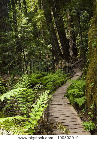 Wooden path directing the way along path in gorgeous redwood grove in northern California.