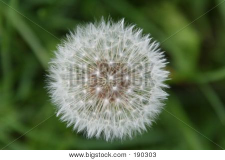 Dandelion1