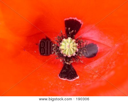 Blumen