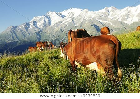 Alpine Kuh