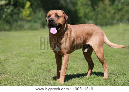 Tosa inu male dog closeup in the natural environment